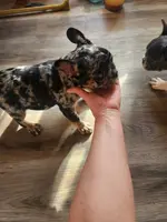 Merlin, a male French Bulldog for sale in Morehead, KY – Photo 4 of 4