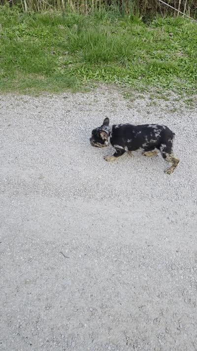 Merlin, a male French Bulldog for sale in Morehead, KY – 5 of 5