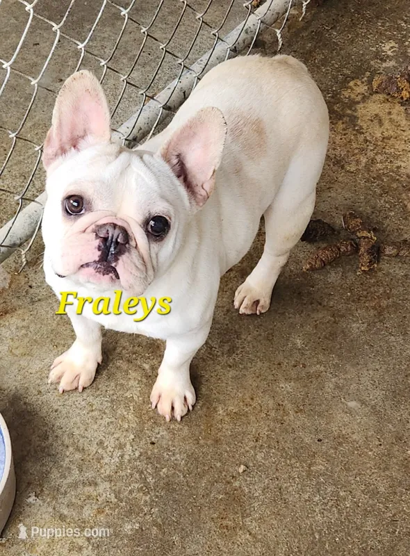 Patches – French Bulldog puppy for sale in Morehead, KY