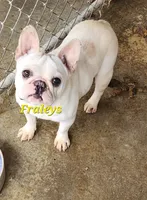 Patches, a female French Bulldog for sale in Morehead, KY – 1 of 2