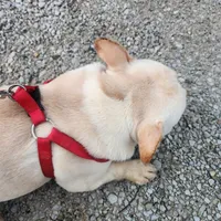 Darla, a female French Bulldog for sale in Morehead, KY – Photo 3 of 3