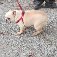 Darla, a female French Bulldog for sale in Morehead, KY – Photo 1 of 3