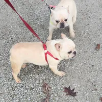 Darla, a female French Bulldog for sale in Morehead, KY – Photo 2 of 3