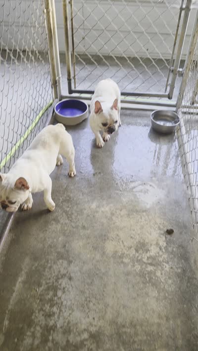 Patches, a female French Bulldog for sale in Morehead, KY – 2 of 2