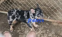 Merlin, a male French Bulldog for sale in Morehead, KY – 4 of 5