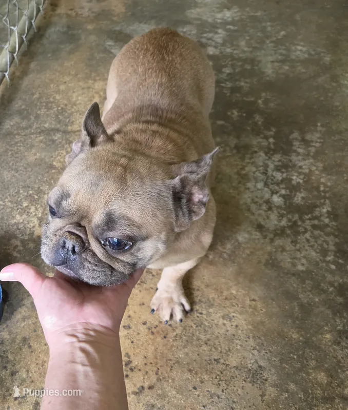 Lady LB – French Bulldog puppy for sale in Morehead, KY