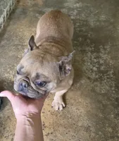 Lady LB, a female French Bulldog for sale in Morehead, KY – 1 of 5