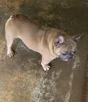 Lady LB, a female French Bulldog for sale in Morehead, KY – 4 of 5