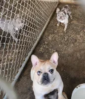 Dexter, a male French Bulldog for sale in Morehead, KY – 2 of 3