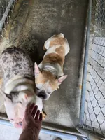 Dexter, a male French Bulldog for sale in Morehead, KY – 3 of 3