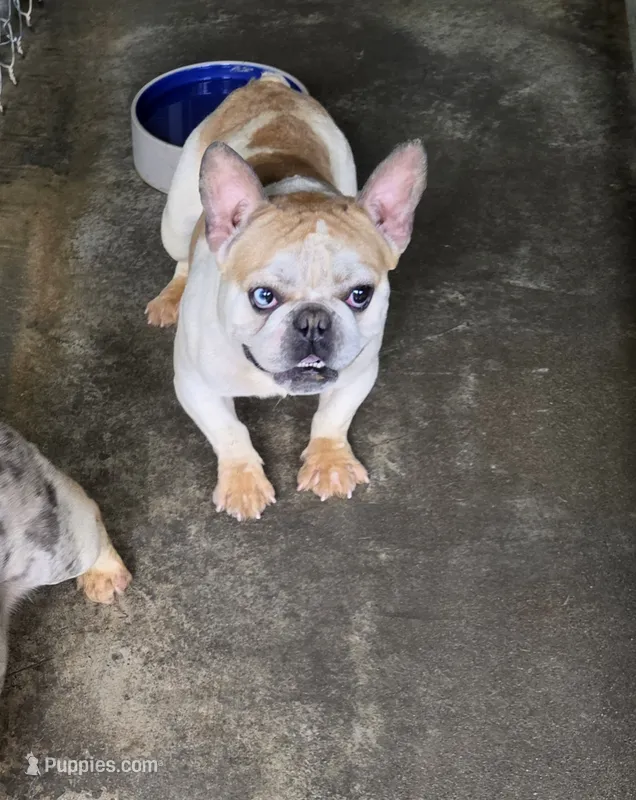Dexter – French Bulldog puppy for sale in Morehead, KY