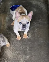 Dexter, a male French Bulldog for sale in Morehead, KY – 1 of 3