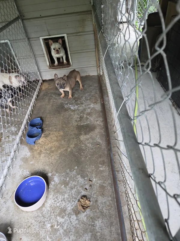 Lady LB – French Bulldog puppy for sale in Morehead, KY