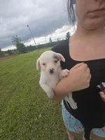 Lily, a female Australian Cattle Dog and Australian Shepherd for sale in Whitmire, SC – 4 of 5