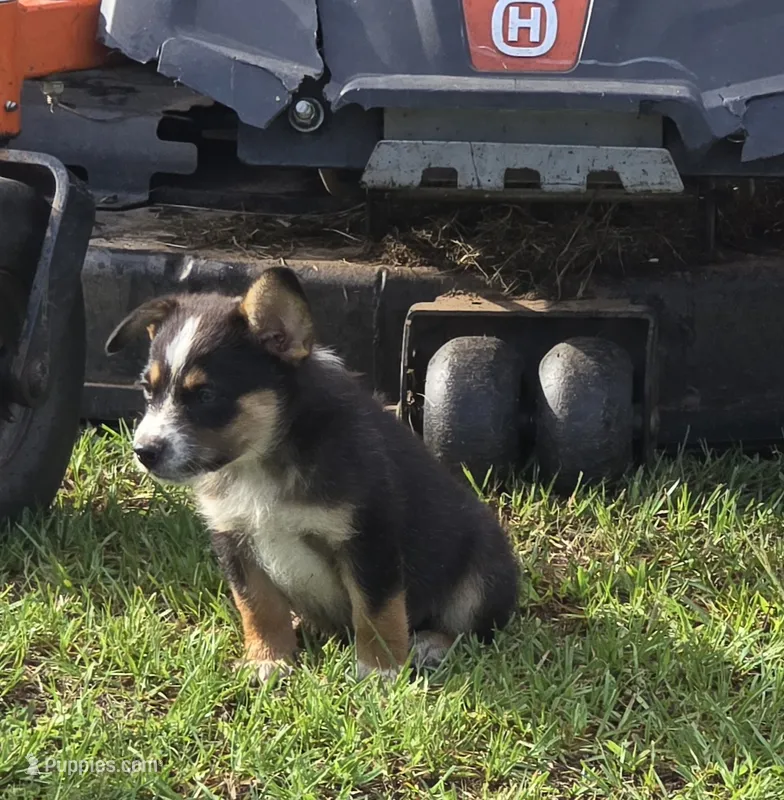 Toby – Australian Cattle Dog, Australian Shepherd puppy for sale in Whitmire, SC