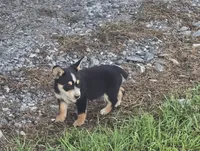 Sam, a male Australian Cattle Dog and Australian Shepherd for sale in Whitmire, SC – 5 of 6