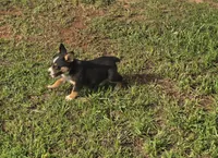 Toby, a male Australian Cattle Dog and Australian Shepherd for sale in Whitmire, SC – 5 of 6
