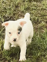 Lily, a female Australian Cattle Dog and Australian Shepherd for sale in Whitmire, SC – 2 of 5