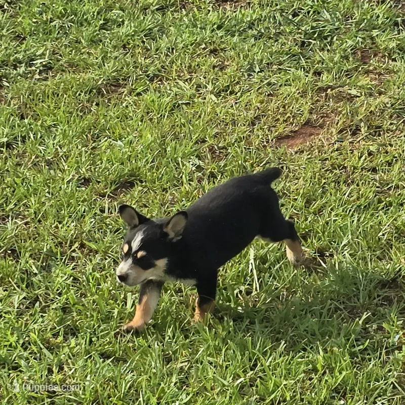 Sam – Australian Cattle Dog, Australian Shepherd puppy for sale in Whitmire, SC