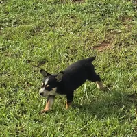 Sam, a male Australian Cattle Dog and Australian Shepherd for sale in Whitmire, SC – 1 of 6