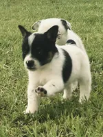 Pig, a male Australian Cattle Dog and Australian Shepherd for sale in Whitmire, SC – 4 of 8