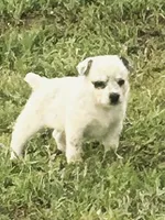 Lucy, a female Australian Cattle Dog and Australian Shepherd for sale in Whitmire, SC – 2 of 9
