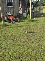 Sam, a male Australian Cattle Dog and Australian Shepherd for sale in Whitmire, SC – 6 of 6