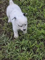 Lucy, a female Australian Cattle Dog and Australian Shepherd for sale in Whitmire, SC – 5 of 9