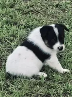 Pig, a male Australian Cattle Dog and Australian Shepherd for sale in Whitmire, SC – 5 of 8