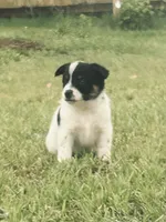 Pig, a male Australian Cattle Dog and Australian Shepherd for sale in Whitmire, SC – 3 of 8