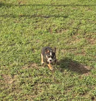 Toby, a male Australian Cattle Dog and Australian Shepherd for sale in Whitmire, SC – 3 of 6