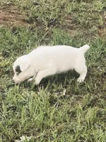 Lily, a female Australian Cattle Dog and Australian Shepherd for sale in Whitmire, SC – 3 of 5