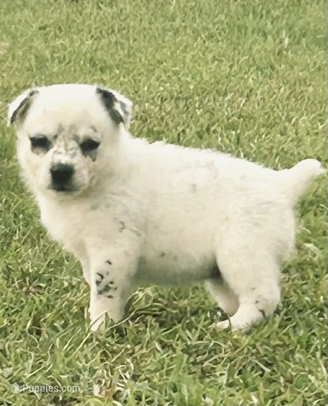 Lucy – Australian Cattle Dog, Australian Shepherd puppy for sale in Whitmire, SC