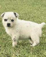 Lucy, a female Australian Cattle Dog and Australian Shepherd for sale in Whitmire, SC – 1 of 9