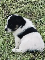 Pig, a male Australian Cattle Dog and Australian Shepherd for sale in Whitmire, SC – 1 of 8