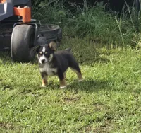 Toby, a male Australian Cattle Dog and Australian Shepherd for sale in Whitmire, SC – 6 of 6