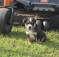 Toby, a male Australian Cattle Dog and Australian Shepherd for sale in Whitmire, SC – 2 of 6