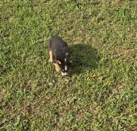 Toby, a male Australian Cattle Dog and Australian Shepherd for sale in Whitmire, SC – 4 of 6