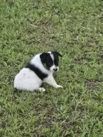 Pig, a male Australian Cattle Dog and Australian Shepherd for sale in Whitmire, SC – 6 of 8