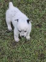 Lucy, a female Australian Cattle Dog and Australian Shepherd for sale in Whitmire, SC – 6 of 9