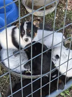 Pig, a male Australian Cattle Dog and Australian Shepherd for sale in Whitmire, SC – 7 of 8