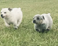 Lucy, a female Australian Cattle Dog and Australian Shepherd for sale in Whitmire, SC – 3 of 9