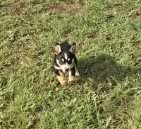 Sam, a male Australian Cattle Dog and Australian Shepherd for sale in Whitmire, SC – 3 of 6