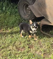 Sam, a male Australian Cattle Dog and Australian Shepherd for sale in Whitmire, SC – 4 of 6