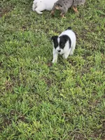 Pig, a male Australian Cattle Dog and Australian Shepherd for sale in Whitmire, SC – 8 of 8