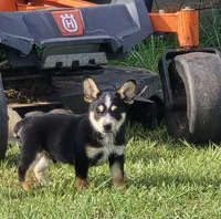 Sam, a male Australian Cattle Dog and Australian Shepherd for sale in Whitmire, SC – 2 of 6