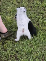Lucy, a female Australian Cattle Dog and Australian Shepherd for sale in Whitmire, SC – 8 of 9
