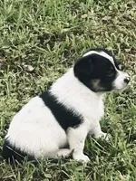 Pig, a male Australian Cattle Dog and Australian Shepherd for sale in Whitmire, SC – 2 of 8