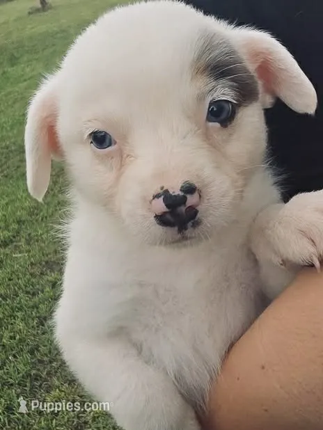 Lily – Australian Cattle Dog, Australian Shepherd puppy for sale in Whitmire, SC