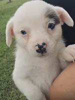 Lily, a female Australian Cattle Dog and Australian Shepherd for sale in Whitmire, SC – 1 of 5